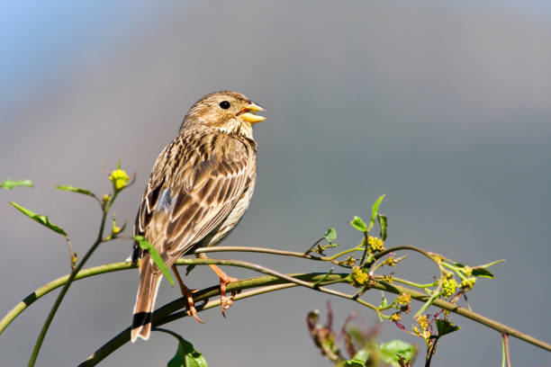 istock Grauwe Gors; Corn Bunting; Emberiza calandra 1456213984