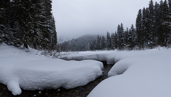 Mountain river through forest in snowdrifts in winter. Tall Christmas trees are covered with white snow and fog covers the hills