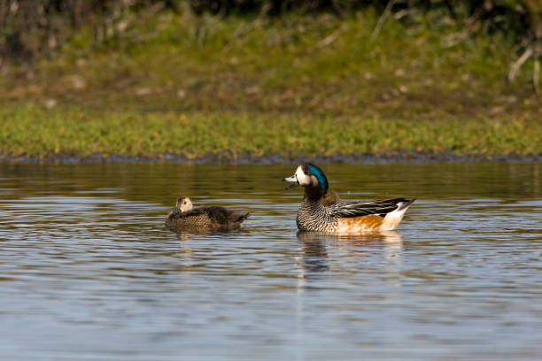 istock Chileense Smient, Chilean Wigeon, Anas sibilatrix 1456215161