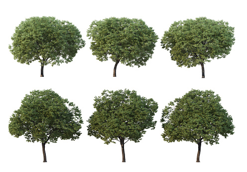 3d render  trees on a white background