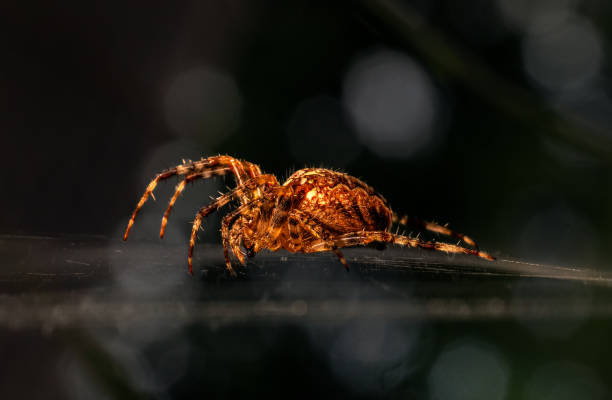 The spider in his cobweb stock photo