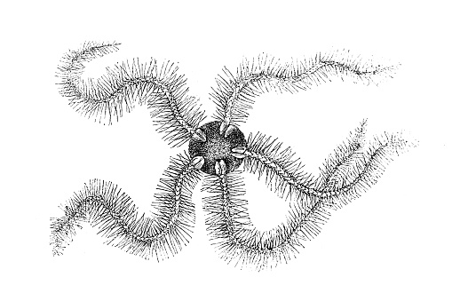 Brittle stars, serpent stars, or ophiuroids