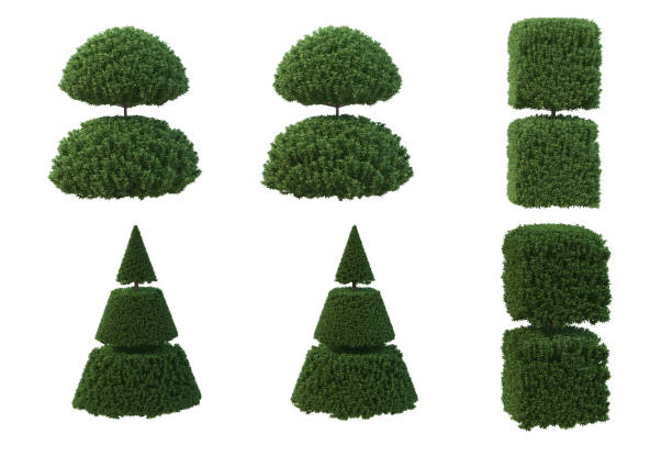 istock 3D render pine tree for garden decoration on white background 1456216435