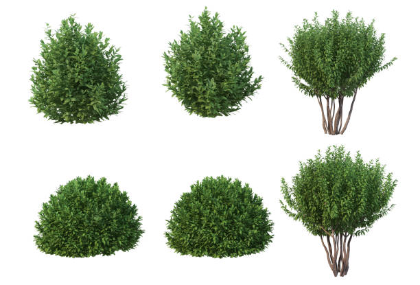 istock 3D render pine tree for garden decoration on white background 1456216445