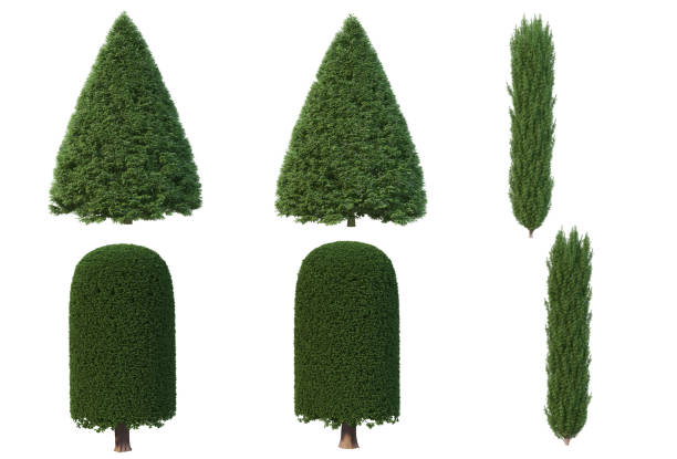 istock 3D render pine tree for garden decoration on white background 1456216451