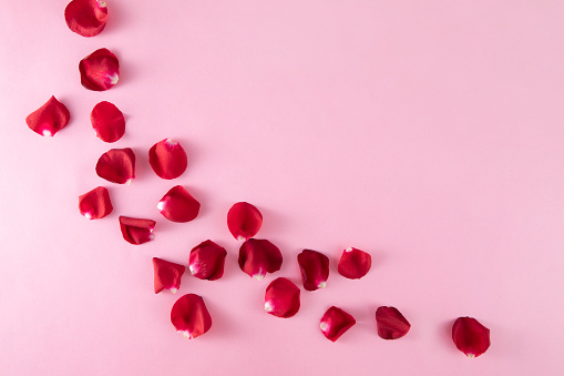 Red rose petals on pink background with copy space