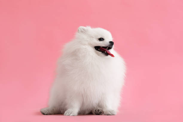istock Dog breed pomeranian spitz funny sits on a pink background 1456216656