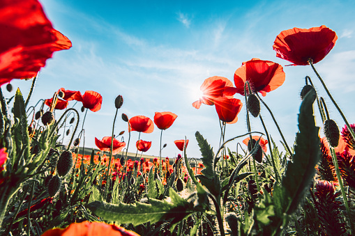 A field of wild red poppies in the Spring in northern Israel