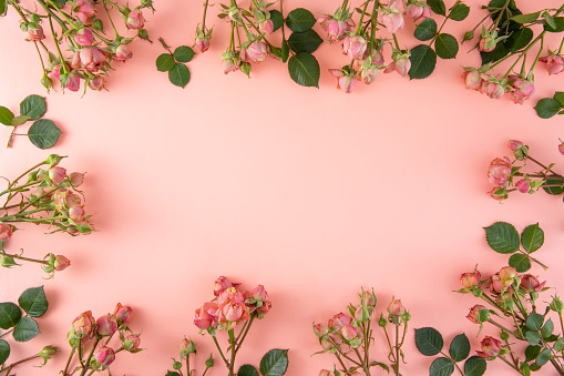 Frame composition with pink colored roses on pink background