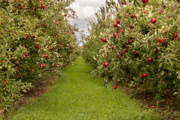 reihen von apfelbäumen in einem obstgarten - obstgarten stock-fotos und bilder