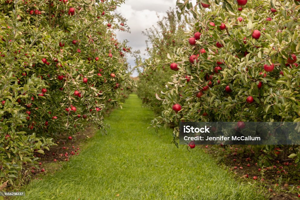 Rows of apple trees in an orchard An apple orchard before harvest Orchard Stock Photo