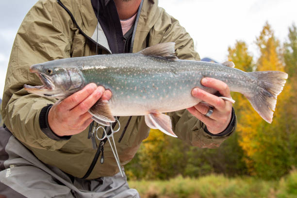 istock Large Dolly Varden caught and released in Alaska 1456219015