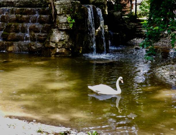 istock Mute Swan a rare sighting in waterfalls 1456224801