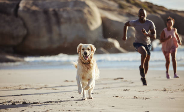 Couple, beach and dog running for freedom or travel vacation together with pet owner. Healthy lifestyle, fitness workout and puppy run on ocean sand for happiness or relax at sea in summer sunshine pareja, playa y perro corriendo por la libertad o vacaciones de viaje junto con el dueño de la mascota. estilo de vida saludable, entrenamiento físico y cachorro golden retriever correr sobre la arena del océano para la felicidad o relajarse en el mar