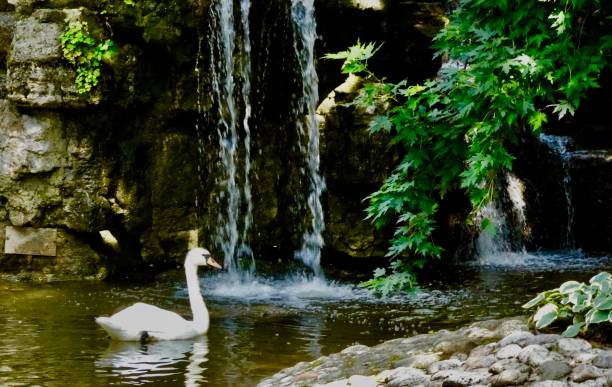 istock Mute Swan a rare sighting in waterfalls 1456225304