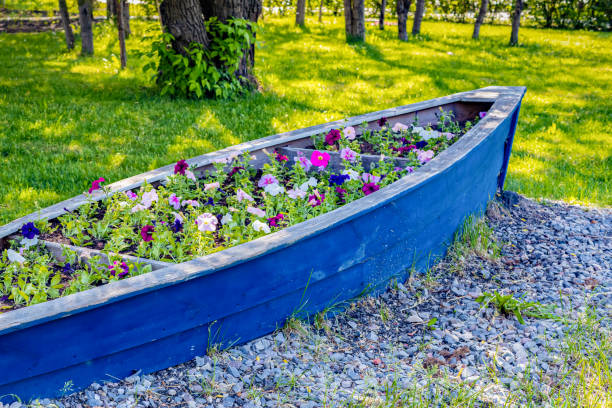 flower bed in the park in summer. flower bed in the shape of a boat. flower bed in the park