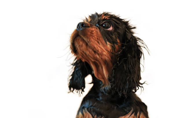 istock Wilberforce the black and tan Cavalier King Charles spaniel puppy takes a bath. Side view isolated on white background 1456226344