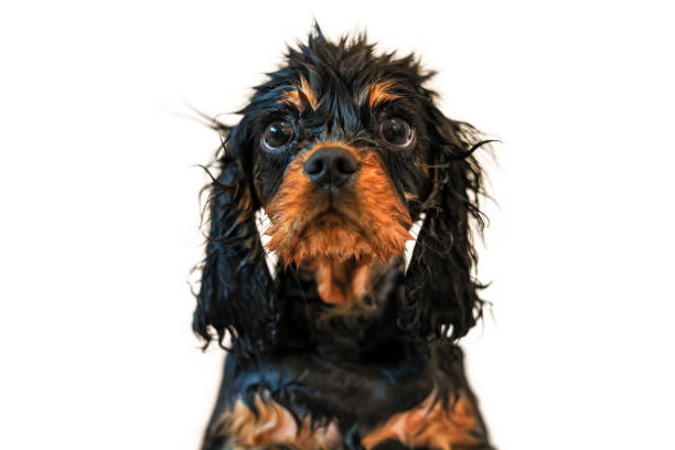 istock Wilberforce the black and tan Cavalier King Charles spaniel puppy takes a bath. Front view isolated on white background 1456226354
