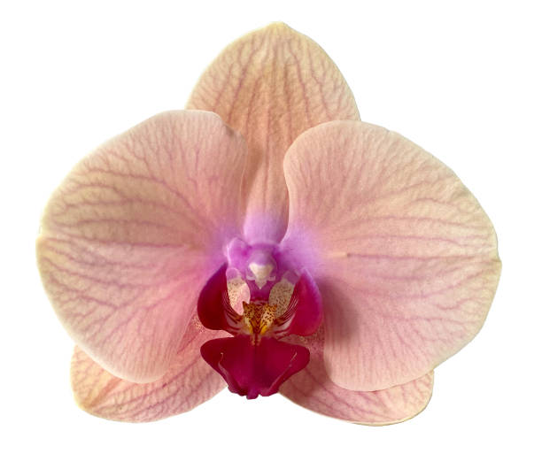 istock beautiful orchid flower 1456226403