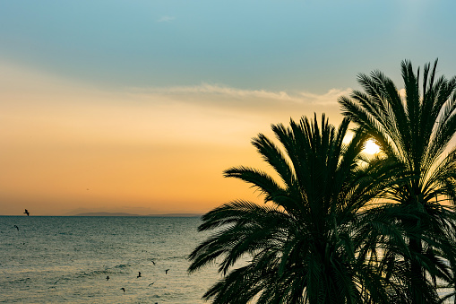 Palm tree silhouettes at sunset. Marbella, Spain. Colorful landscape