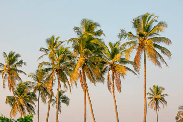 istock On a beautiful sunny day, a lovely coconut palm tree, backdrop. 1456226766