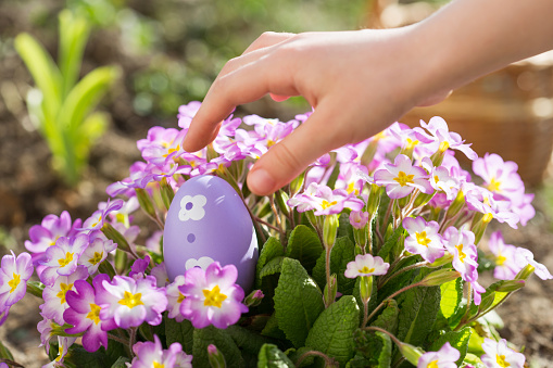 spring fun - finding eggs for easter outdoor in countryside. child takes egg in primrose flowers on sunny day. hunt in backyard