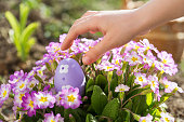 spring fun - finding eggs for easter outdoor in countryside. child takes egg in primrose flowers on sunny day. hunt in backyard.
