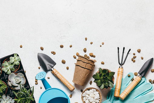 Gardening - set of tools for gardener and succulents seedlings on white table background. Spring garden works concept, home jungle, home hobby for whole family.