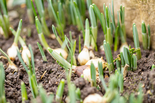 Snowdrops bloom in the meadow