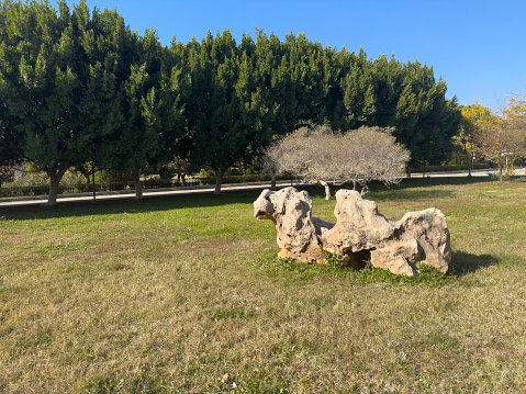 Green trees with stony road