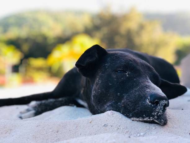 istock black dog sleeping in the sand at the beach 1456229737