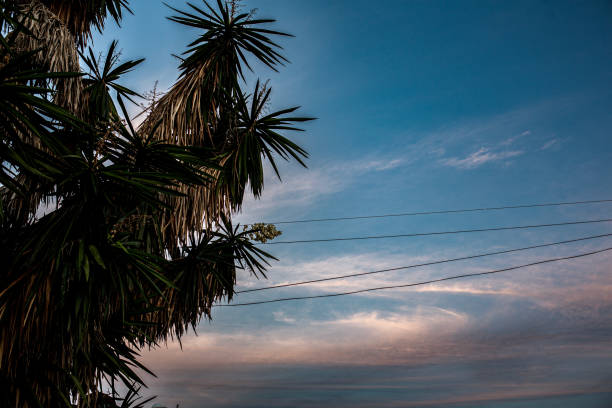 Palm tree and electric cables on sunset sky