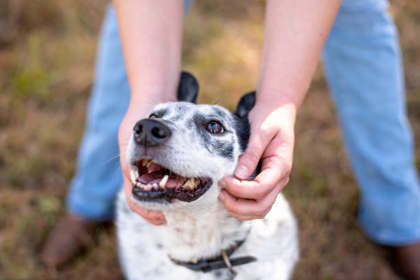 istock Cattle dog mix outside at a park. 1456231327