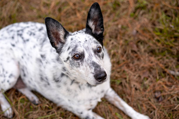 istock Cattle dog mix outside at a park. 1456232444