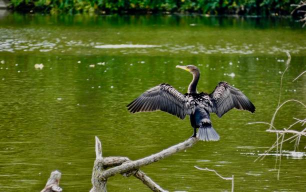 istock DOUBLE CRESTED CORMORANT, JUVENILE PERCHING WITH WINGS SPREAD 1456232889