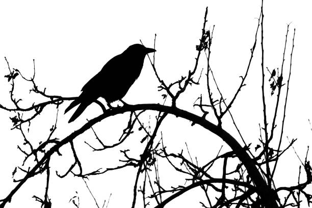 istock Black silhouette of raven perching on a tree branch 1456233648