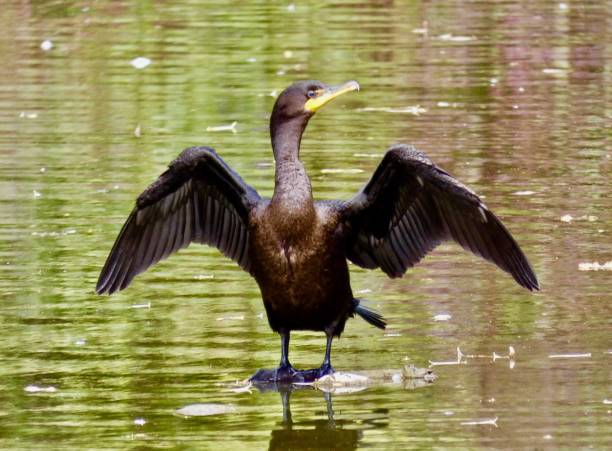 istock Double Crested Cormorant, Juvenile wading wings spread 1456233777