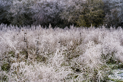 Winter sights, hoar-covered wild plants on a field and winter trees in background, beauty in nature