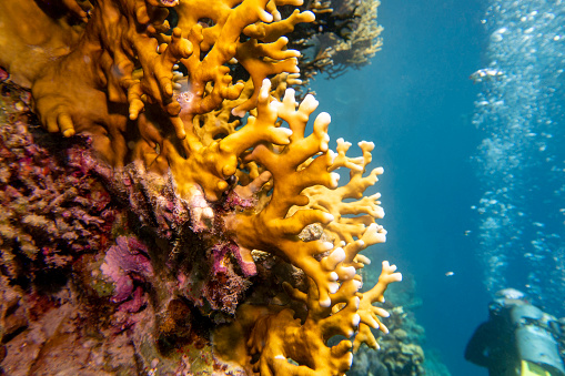 Colorful, picturesque coral reef in tropical sea, great yellow fire coral and diver, underwater landscape