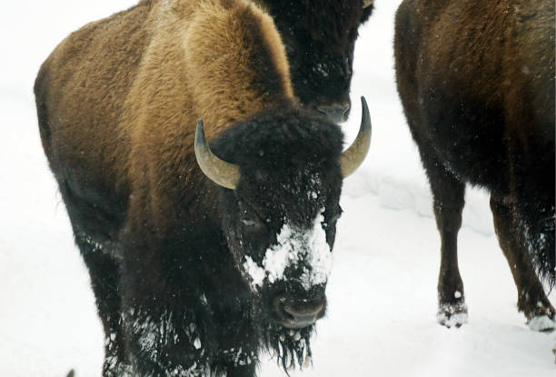 istock Yellowstone Bisons in Winter 1456234274