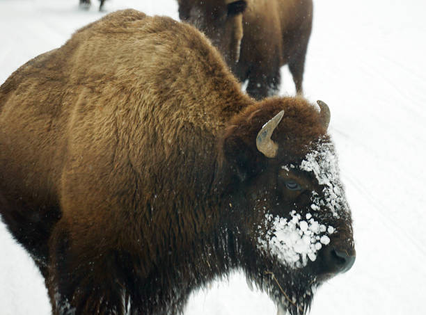 istock Yellowstone Bisons in Winter 1456234275