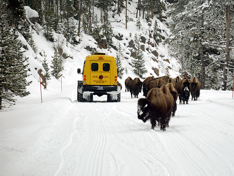 Yellowstone is a winter wonderland, to watch the wildlife and natural landscape. \nYellowstone National Park, Wyoming and Montana. Northwest. Bison. Buffalo.