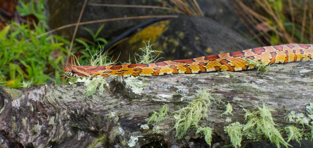 Wild corn snake - Pantherophis guttatus -  formerly known as Elaphe Guttata or red rat snake Wild corn snake - Pantherophis guttatus -  formerly known as Elaphe Guttata or red rat snake elaphe guttata guttata stock pictures, royalty-free photos & images