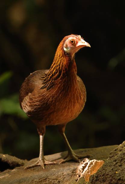 Red Junglefowl Red Junglefowl (Gallus gallus gallus) adult female standing on a rock

Cat Tien, Vietnam.      December gallus gallus stock pictures, royalty-free photos & images