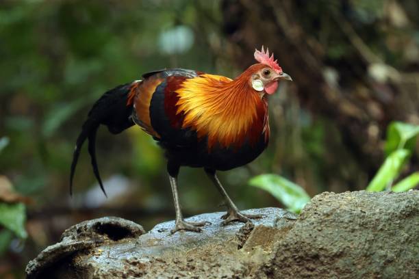 Red Junglefowl Red Junglefowl (Gallus gallus gallus) adult male standing on a rock

Cat Tien, Vietnam.      December gallus gallus stock pictures, royalty-free photos & images