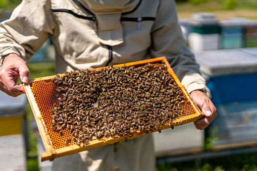 Beekeeping wooden beehive frame. Natural summer honey farming.