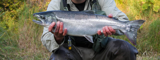 istock Silver salmon in Kodiak, Alaska 1456236768