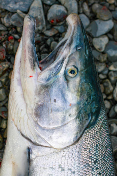 istock Silver salmon in Kodiak, Alaska 1456236835
