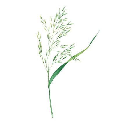 Meadow grass type, bluegrass branch, hand drawn watercolor illustration isolated on white background. For clip art, banner, cards