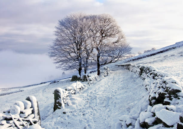 Winter scene